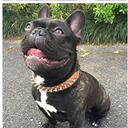 Adjustable Leather Spiked Dog Collar