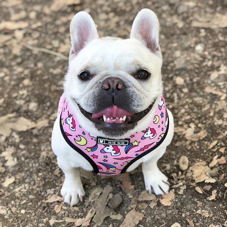 Frenchie Patterned Dog Harness and Leash Set